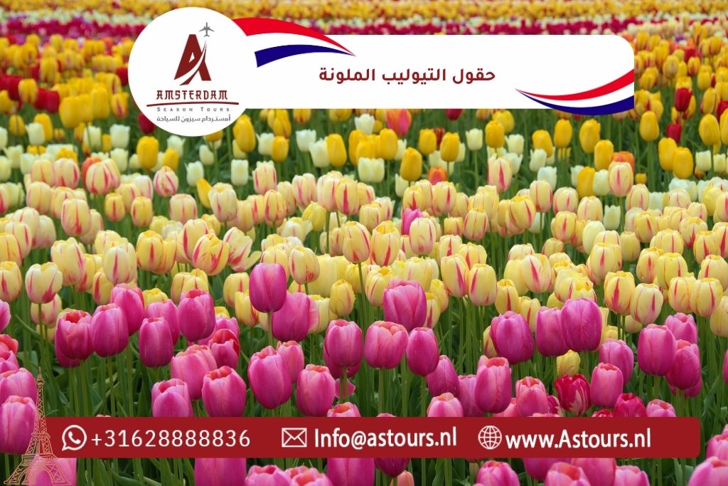 حقول التيوليب الملونة