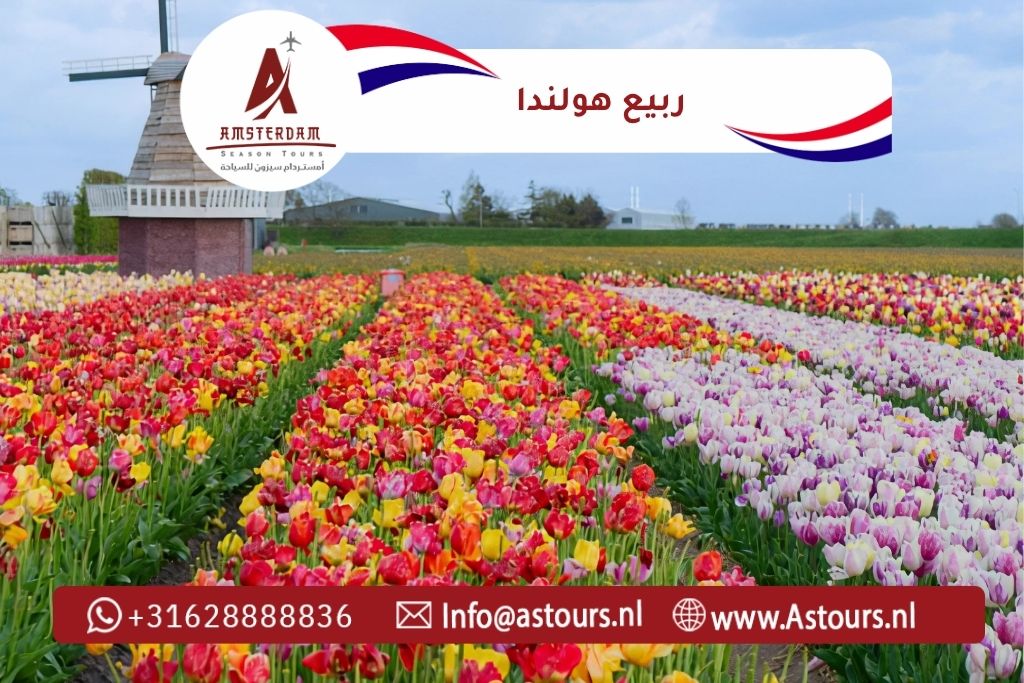 ربيع هولندا