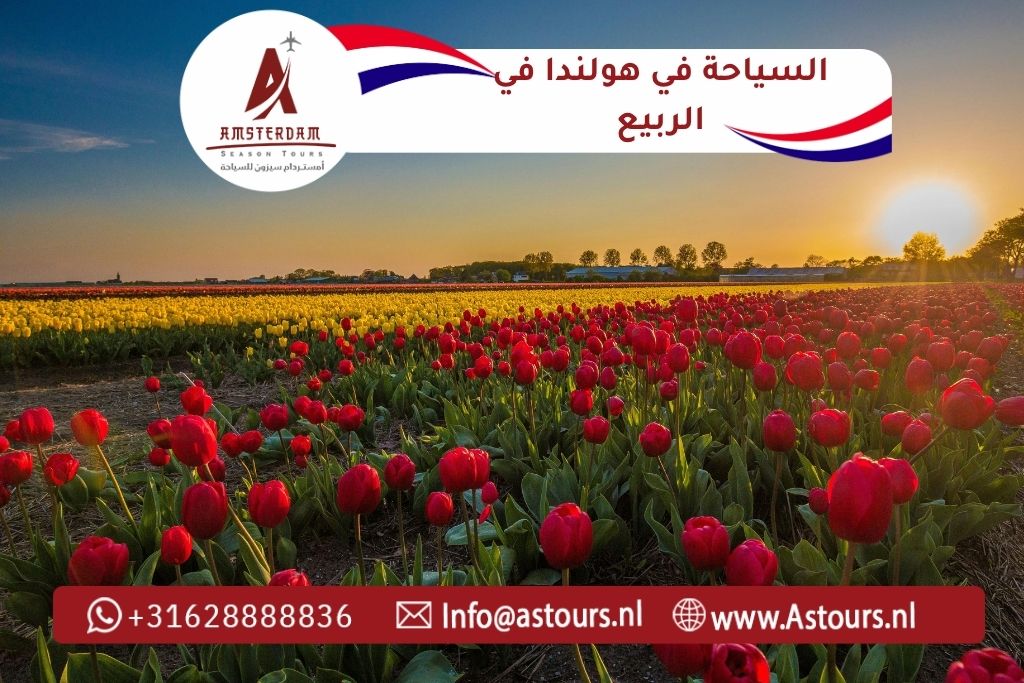 السياحة في هولندا في الربيع 2026 | دليل التوليب وأجمل الأماكن دع قيادة سفرك علينا… وتمتع بالرفاهية