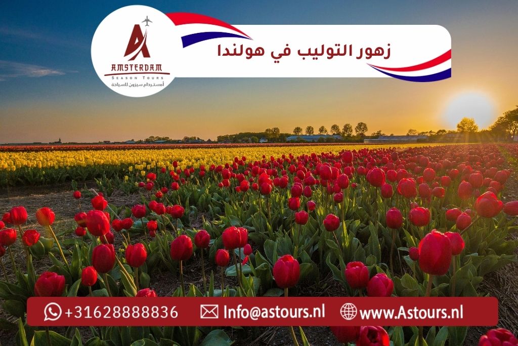 زهور التوليب في هولندا